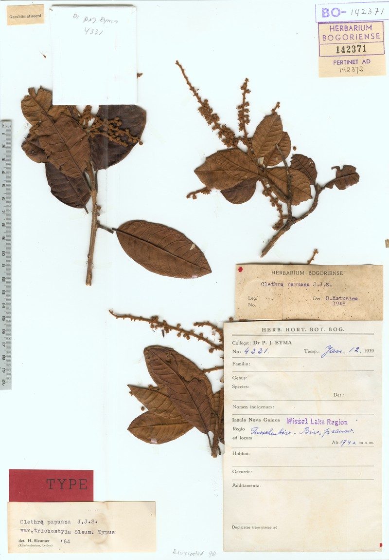 Clethra papuana photo 3