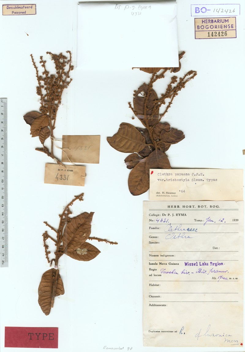 Clethra papuana photo 4