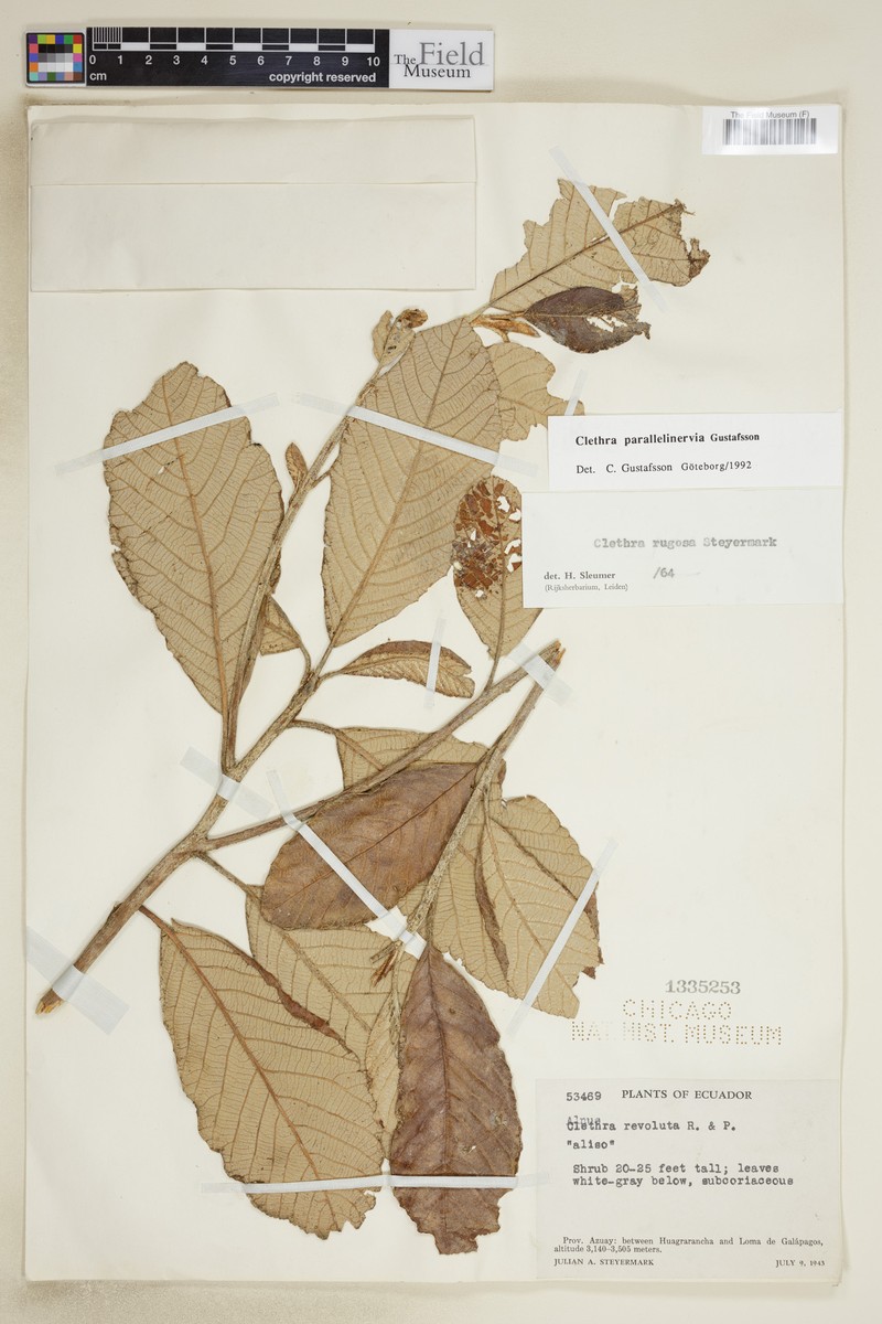 Clethra parallelinervia