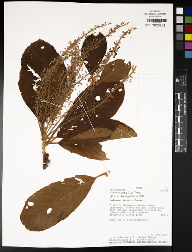Clethra pedicellaris