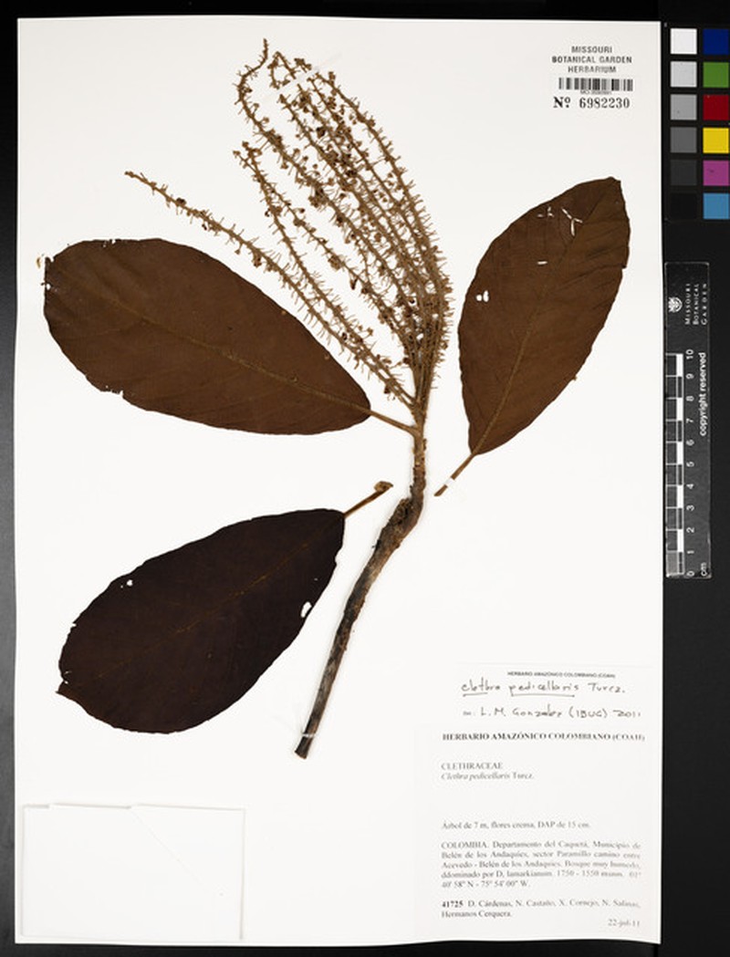 Clethra pedicellaris photo 2