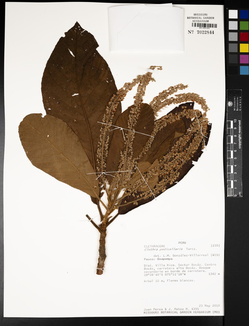Clethra pedicellaris photo 3