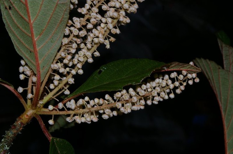 Clethra pedicellaris photo 4