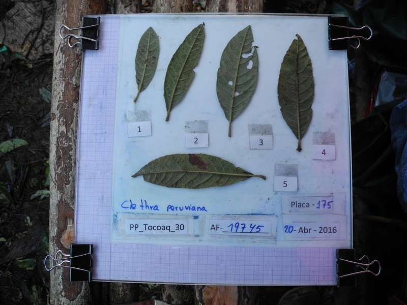 Clethra peruviana