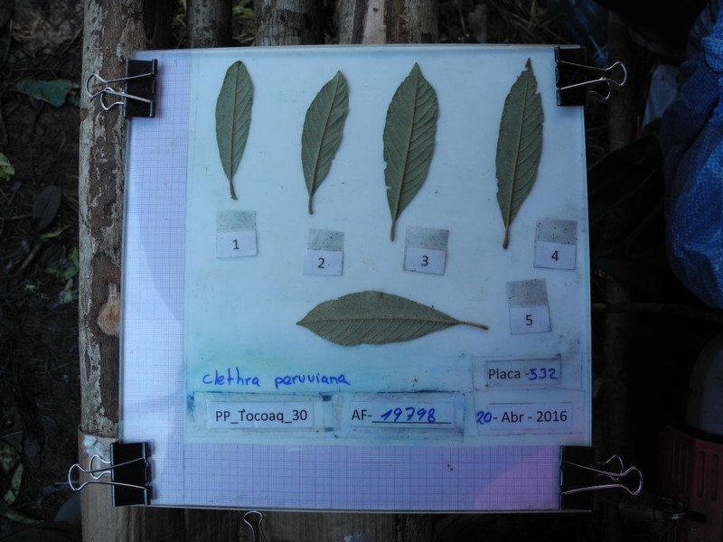 Clethra peruviana photo 2
