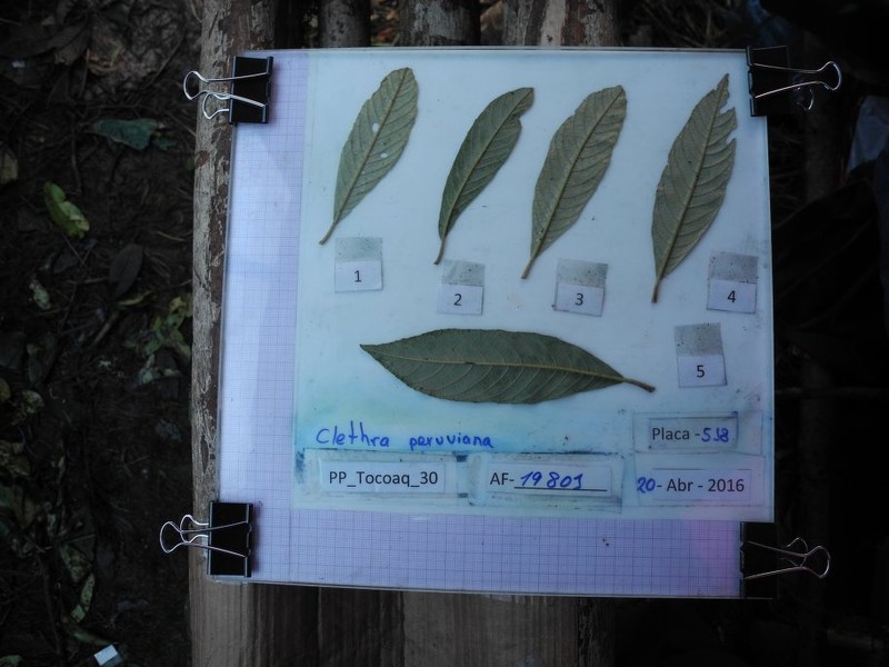 Clethra peruviana photo 3