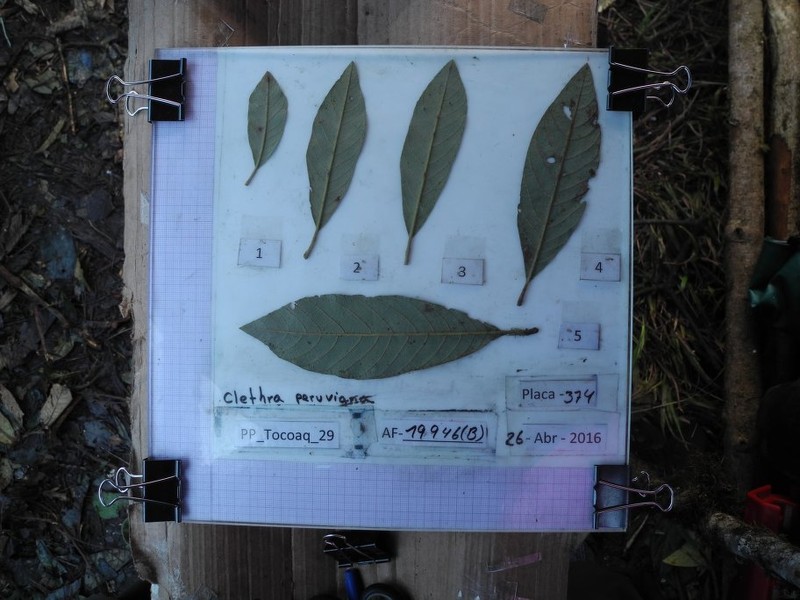 Clethra peruviana photo 4