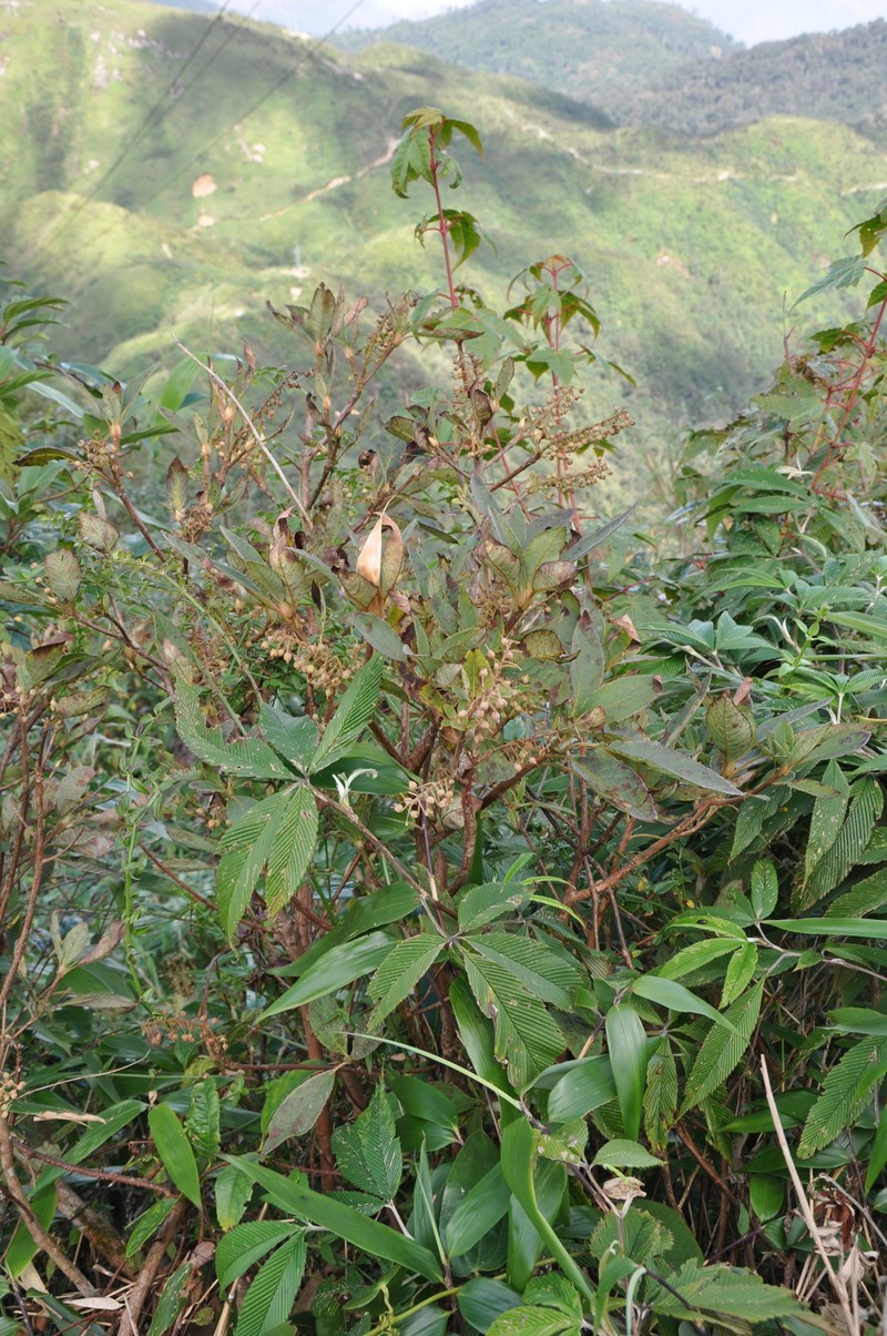 Clethra petelotii