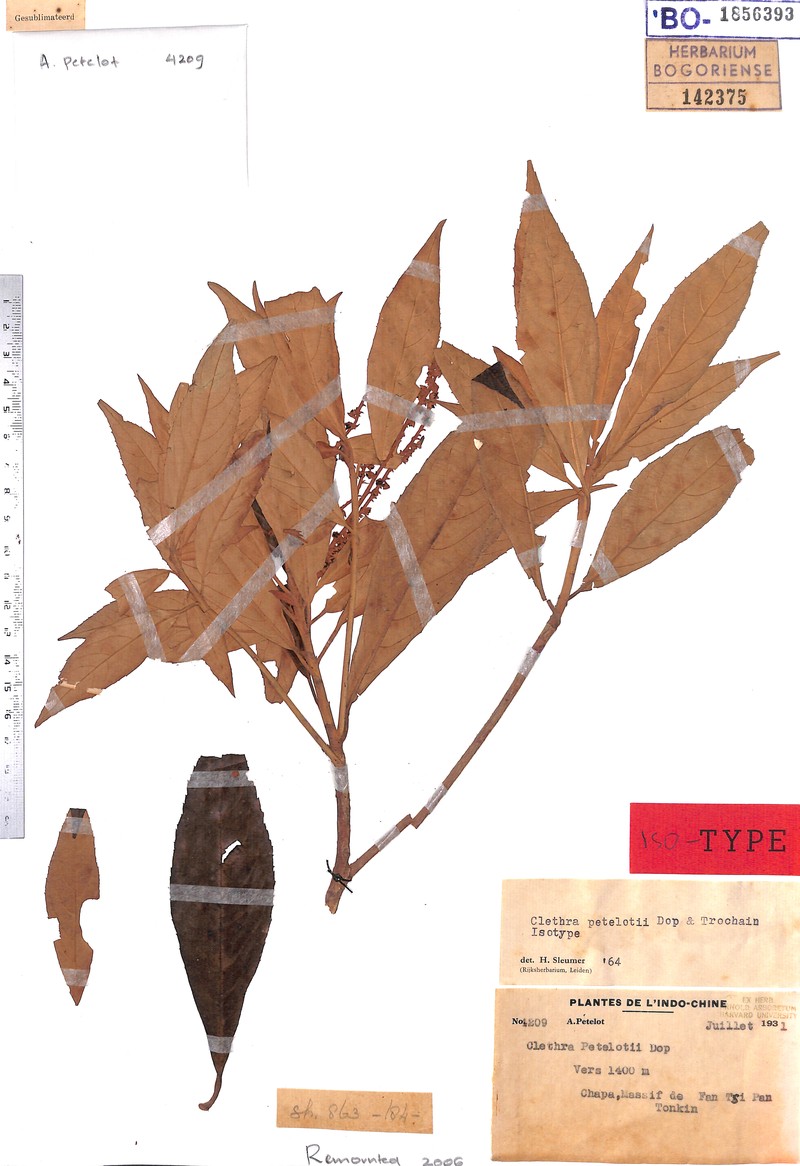 Clethra petelotii photo 2