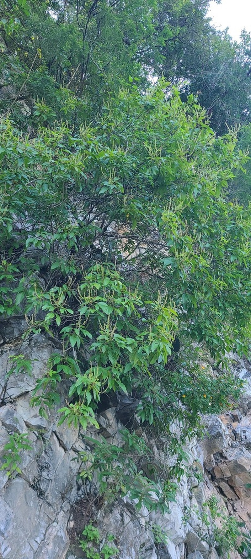 Clethra pringlei