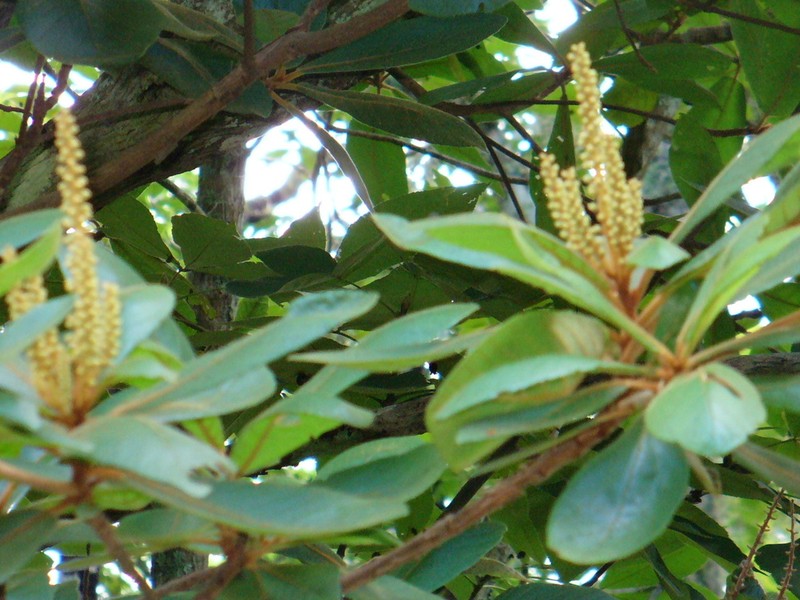 Clethra pringlei photo 2