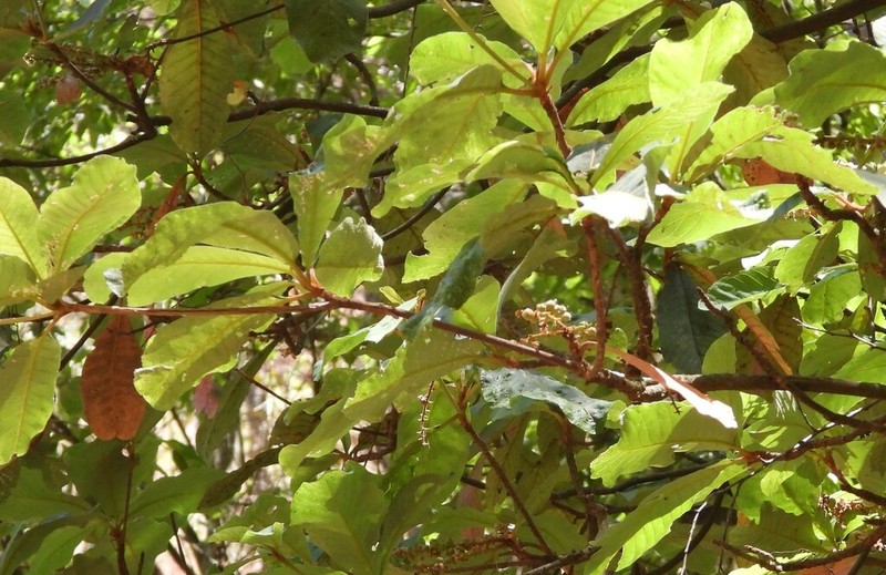 Clethra pringlei photo 3