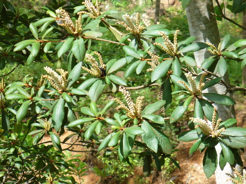 Clethra pringlei photo 4