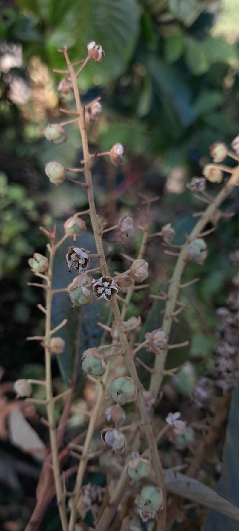 Clethra pringlei photo 5