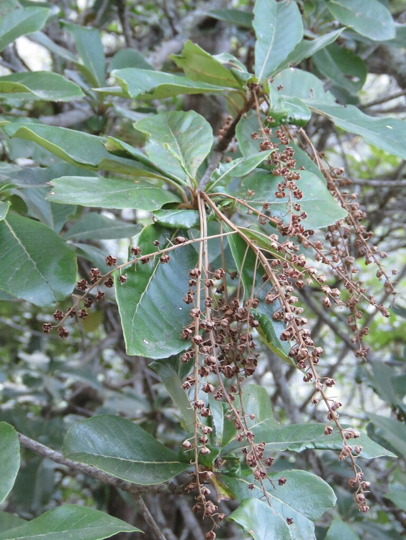 Clethra pringlei photo 6