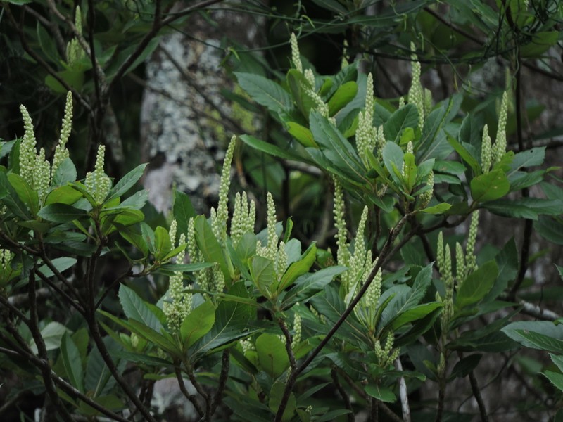 Clethra pringlei photo 7