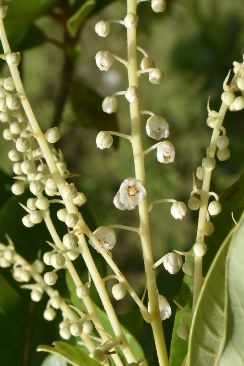 Clethra pringlei photo 8