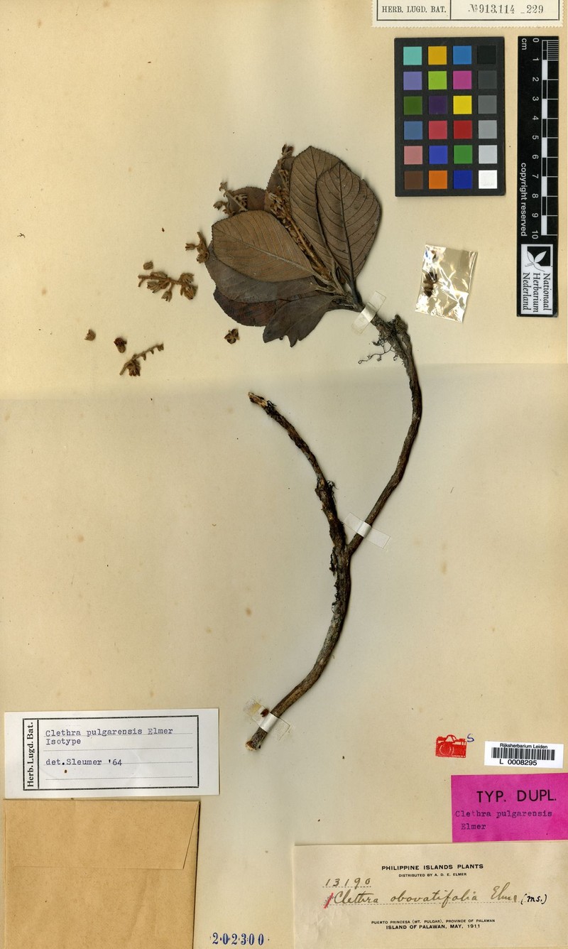 Clethra pulgarensis