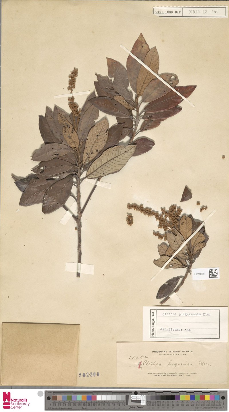 Clethra pulgarensis photo 2