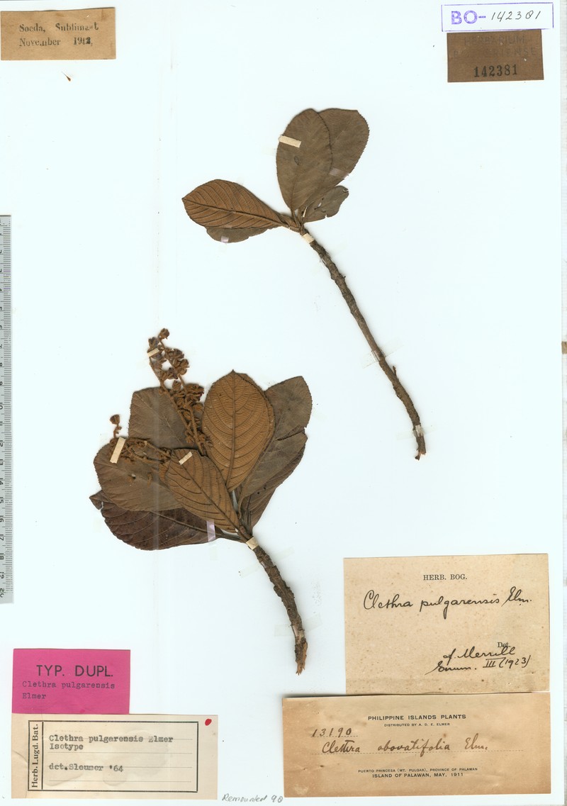 Clethra pulgarensis photo 3
