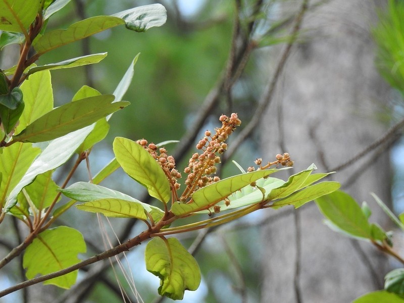 Clethra purpusii photo 2