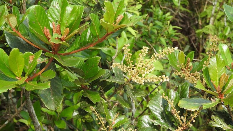 Clethra purpusii photo 3