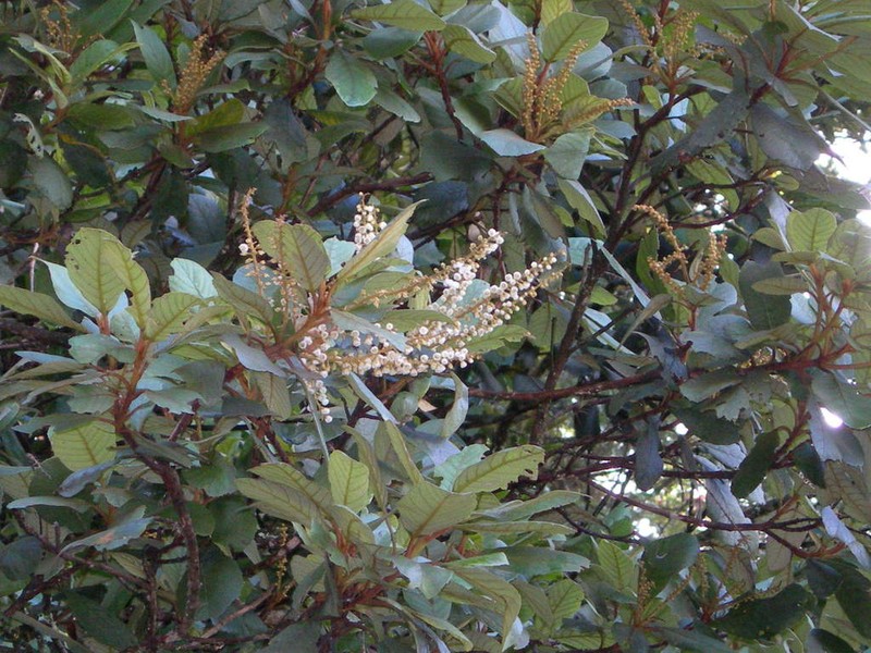 Clethra purpusii photo 4