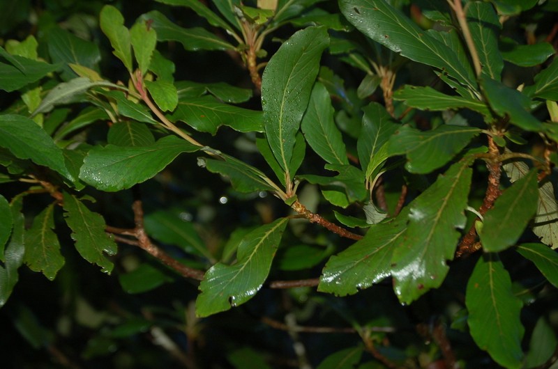 Clethra purpusii photo 5