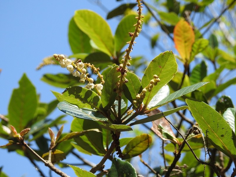 Clethra purpusii photo 6