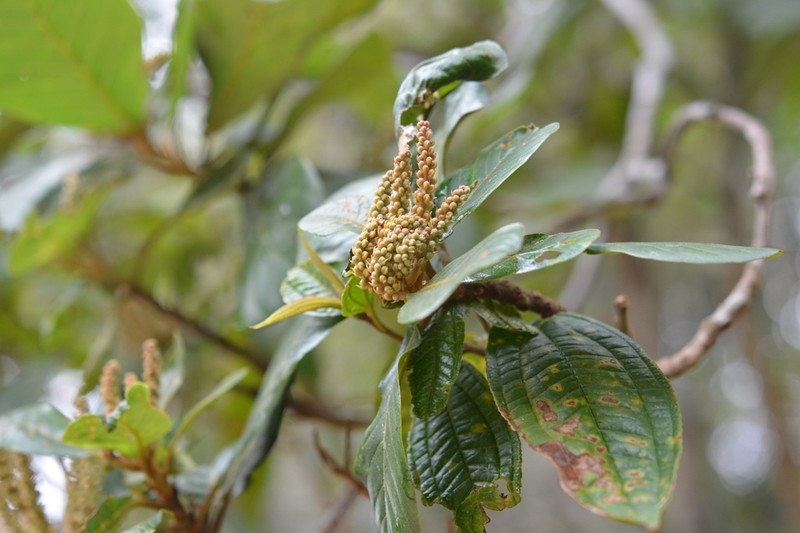 Clethra purpusii photo 7