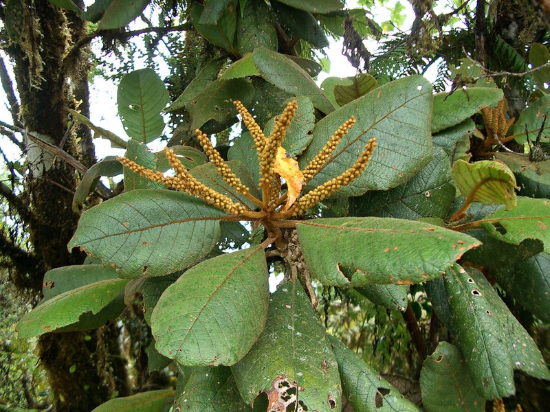 Clethra pyrogena