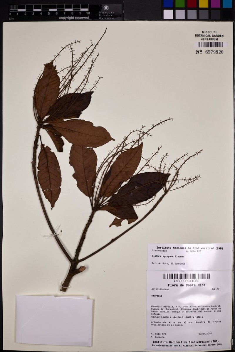 Clethra pyrogena photo 3