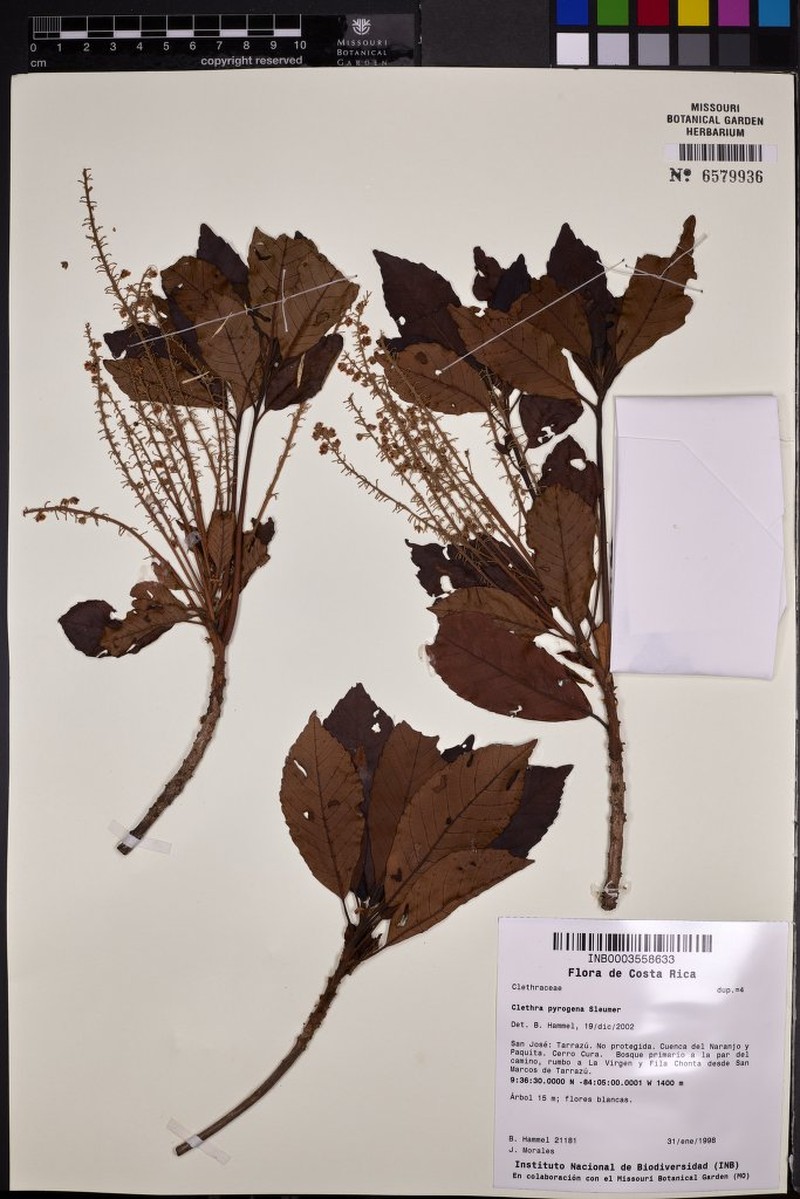 Clethra pyrogena photo 4