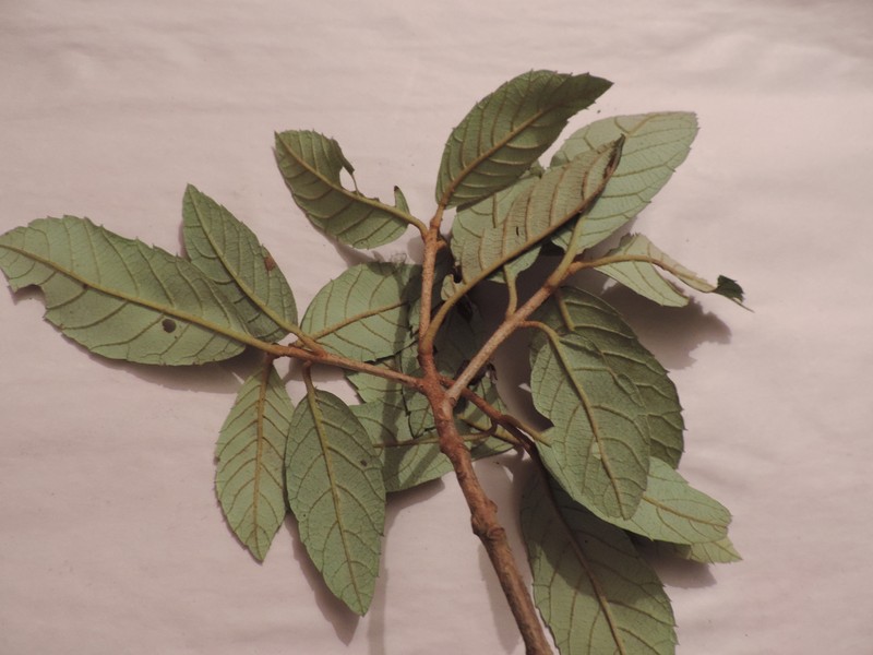 Clethra repanda photo 2