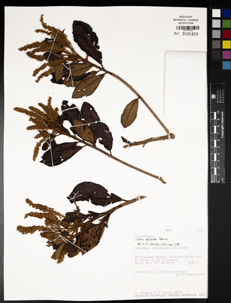 Clethra retivenia