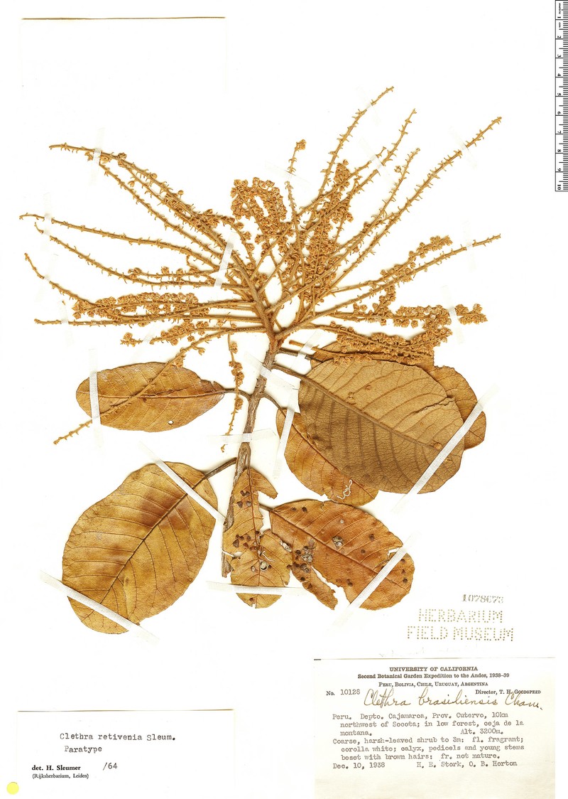 Clethra retivenia photo 2