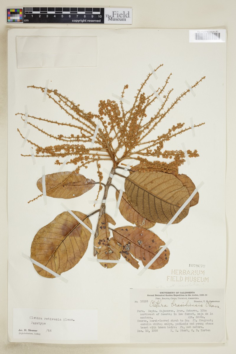 Clethra retivenia photo 3