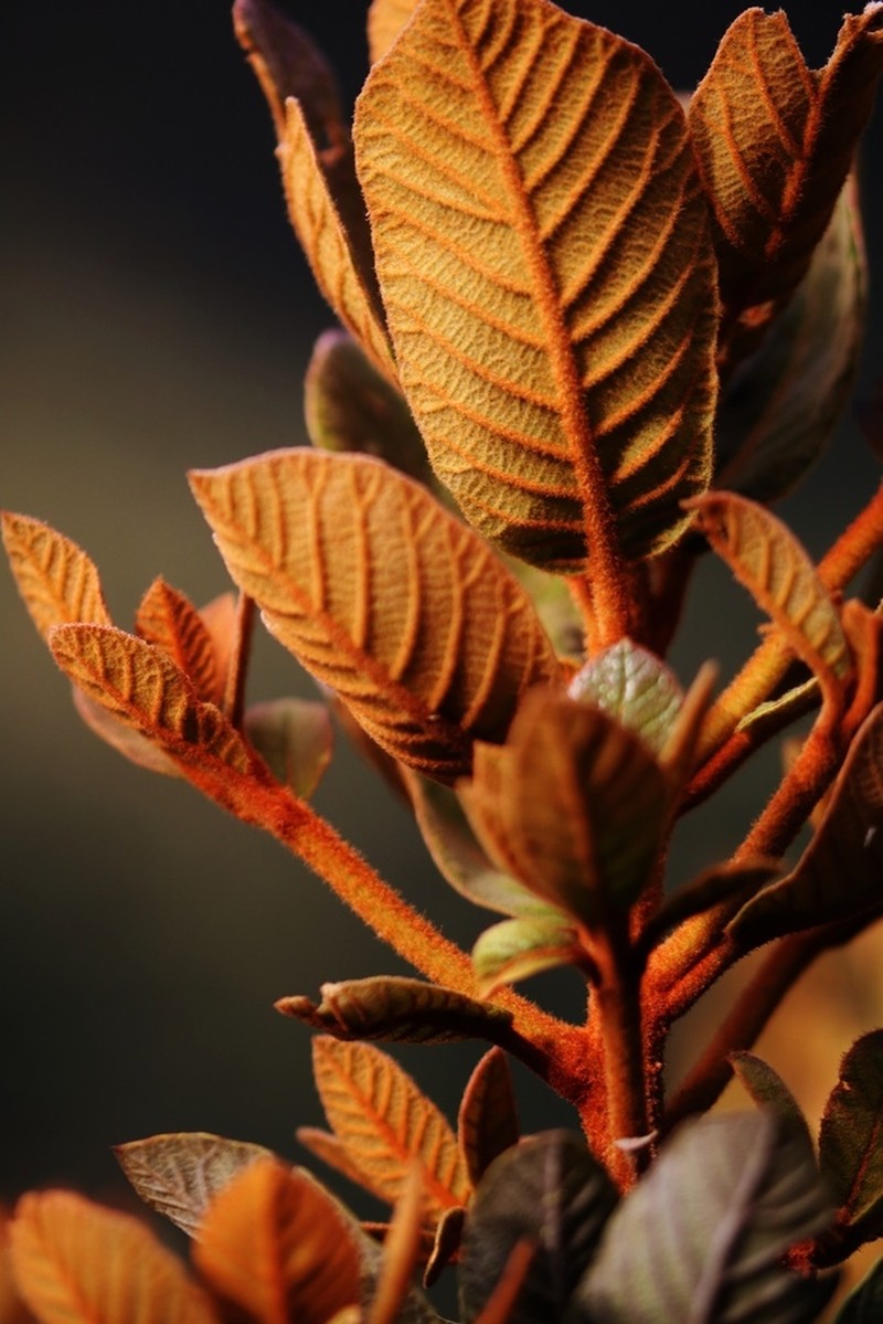 Clethra revoluta