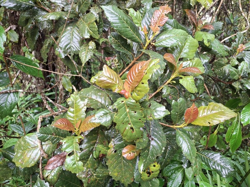 Clethra revoluta photo 2