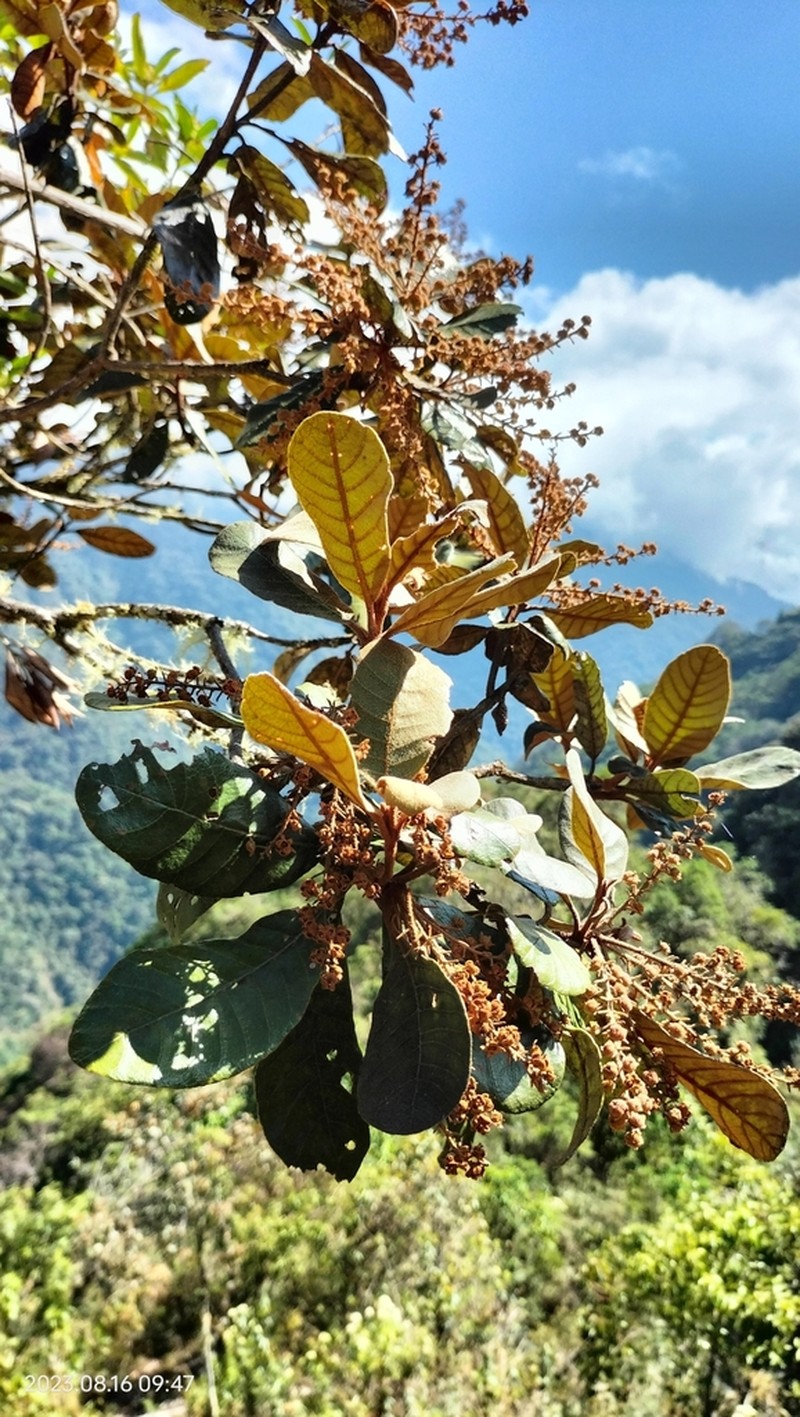 Clethra revoluta photo 3