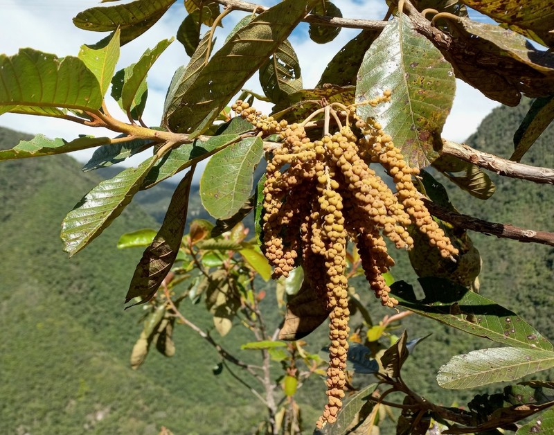 Clethra revoluta photo 4