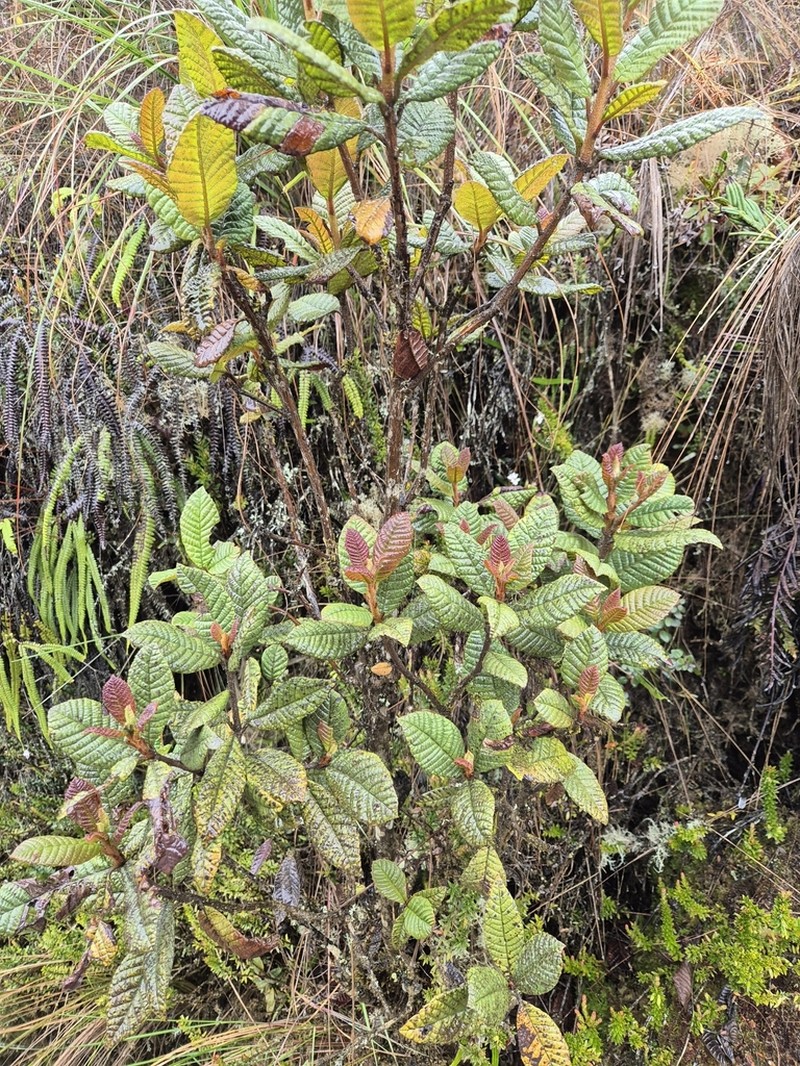 Clethra revoluta photo 5