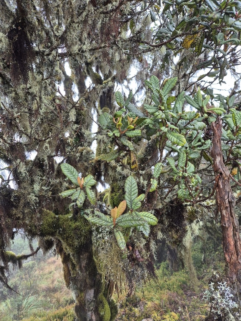 Clethra revoluta photo 6