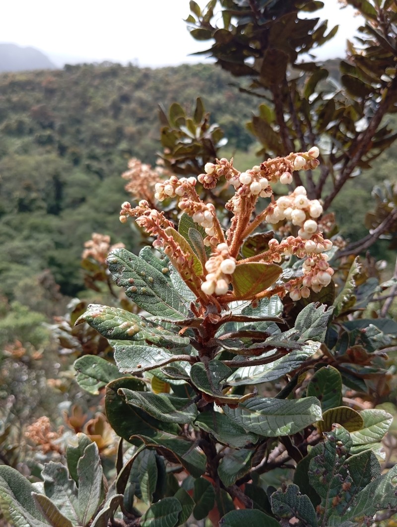 Clethra revoluta photo 7