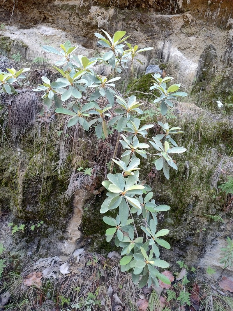 Clethra rosei