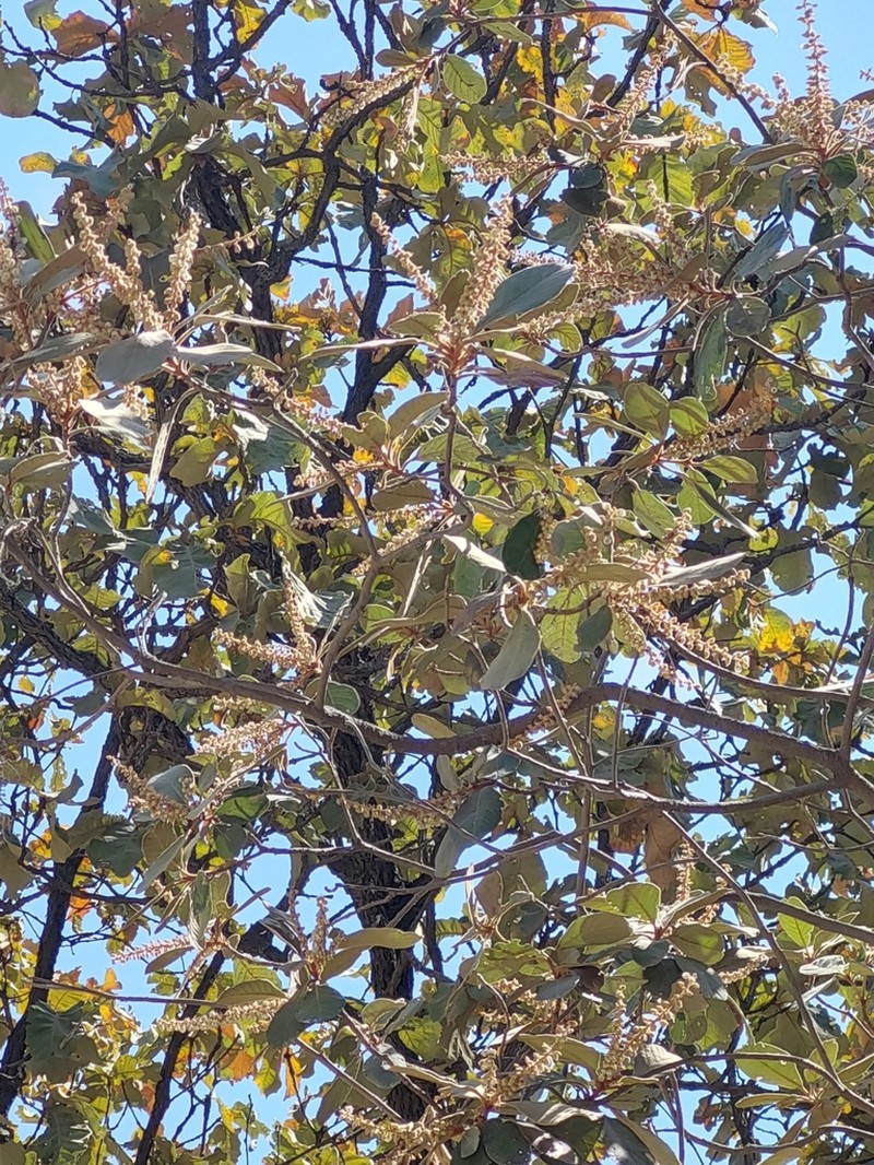 Clethra rosei photo 3