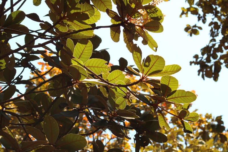 Clethra rosei photo 4