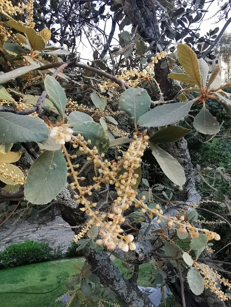 Clethra rosei photo 5