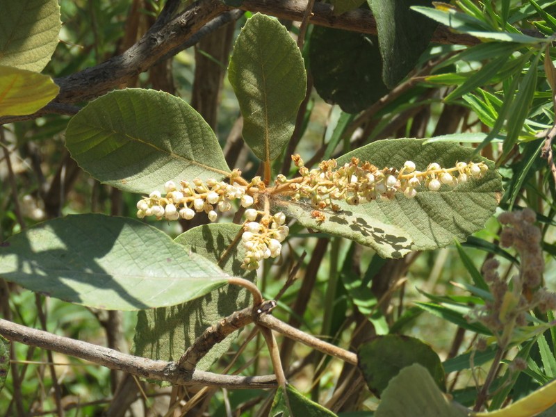 Clethra rosei photo 6