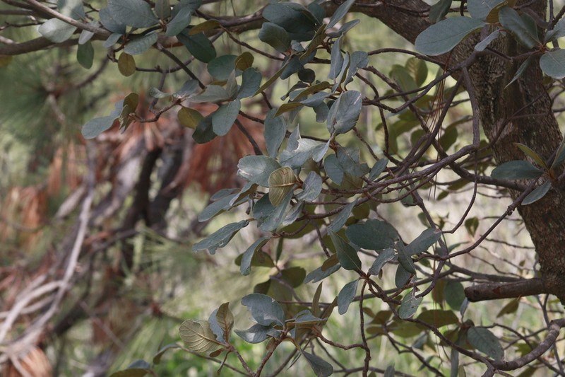 Clethra rosei photo 7